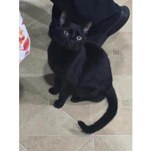 Lost Cat Kitty