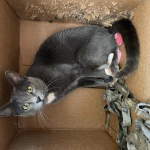 Image of Susie, Lost Cat