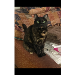 Lost Cat Tweener