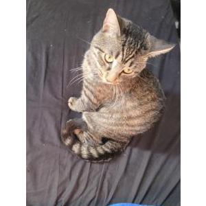 Lost Cat Newton