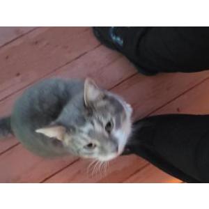 Image of Unknown, Found Cat