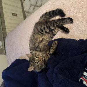 Lost Cat Alex