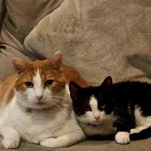 Lost Cat Dude