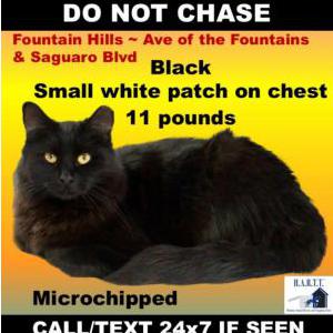 Image of Luca, Lost Cat