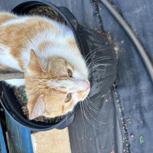 Lost Cat Milo