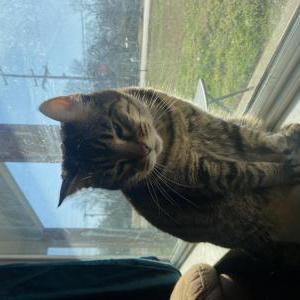 Image of Mama kitty, Lost Cat