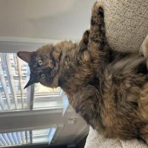 Image of Cleo, Lost Cat