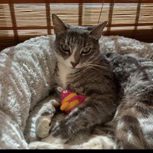 Image of Dash, Lost Cat