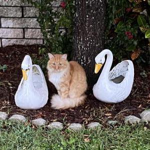 Image of Rudy, Lost Cat