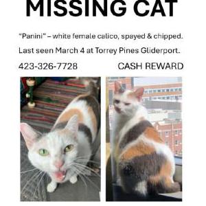 Image of Panini, Lost Cat