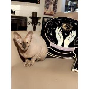 Image of Mystique, Lost Cat