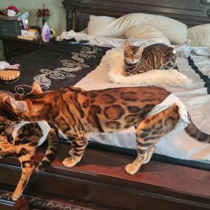 Image of Genii, Lost Cat