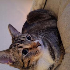 Lost Cat Mazie