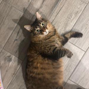 Lost Cat Gaira/Lilith
