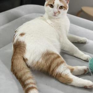 Image of Peanut, Lost Cat
