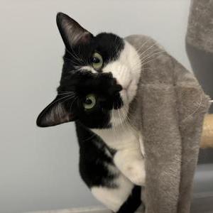 Lost Cat Sirius (Siri)