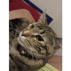 Lost Cat Nezuki