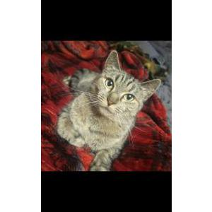 Lost Cat Willow
