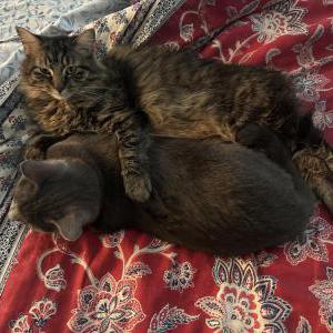 Image of Tanuki, Lost Cat