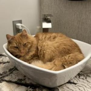 Lost Cat Mango