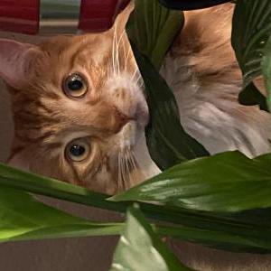 2nd Image of Archie, Lost Cat