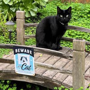 Image of Kayta, Lost Cat