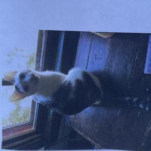 Lost Cat Honey