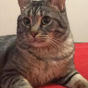 Lost Cat Tweetie