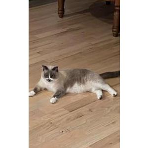 Image of Lone Ranger, Lost Cat