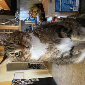 Lost Cat Lester