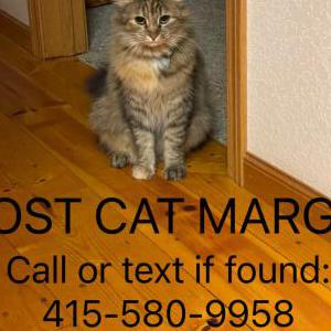 Image of Margo, Lost Cat