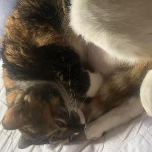 Lost Cat Penny