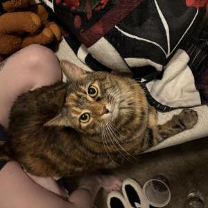 Lost Cat Firefly