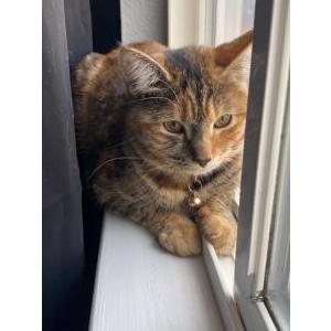 Lost Cat Kitty