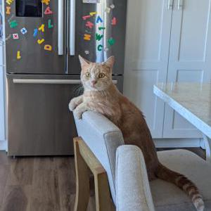 Image of Pip, Lost Cat