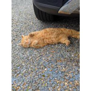 Image of Roly, Lost Cat