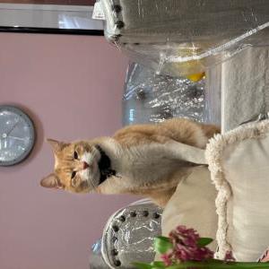 Image of Parker, Lost Cat