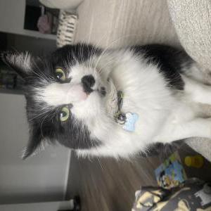 Lost Cat Figaro