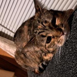 Lost Cat Momma Gorgeous