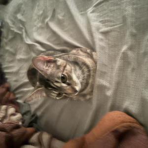 Lost Cat Luna
