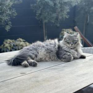 2nd Image of Chi (Chee), Lost Cat