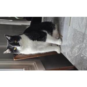 Lost Cat Luna