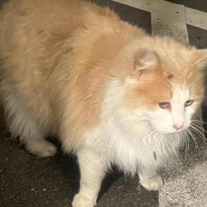 Lost Cat Lil Bit