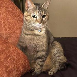 Image of Cersei, Lost Cat