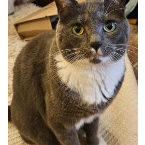 Lost Cat Paolo