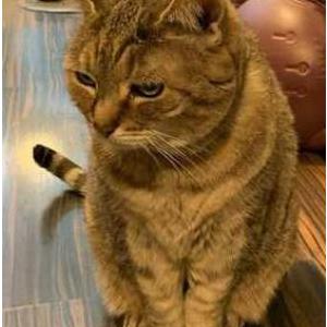 Image of Maggie, Lost Cat
