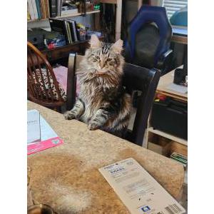 Lost Cat Bear