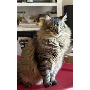 Image of eeyore, Lost Cat