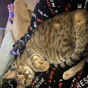Lost Cat Biggie