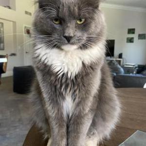 Image of Budda, Lost Cat